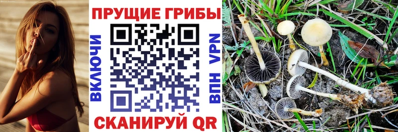 Галлюциногенные грибы Psilocybine cubensis Рошаль